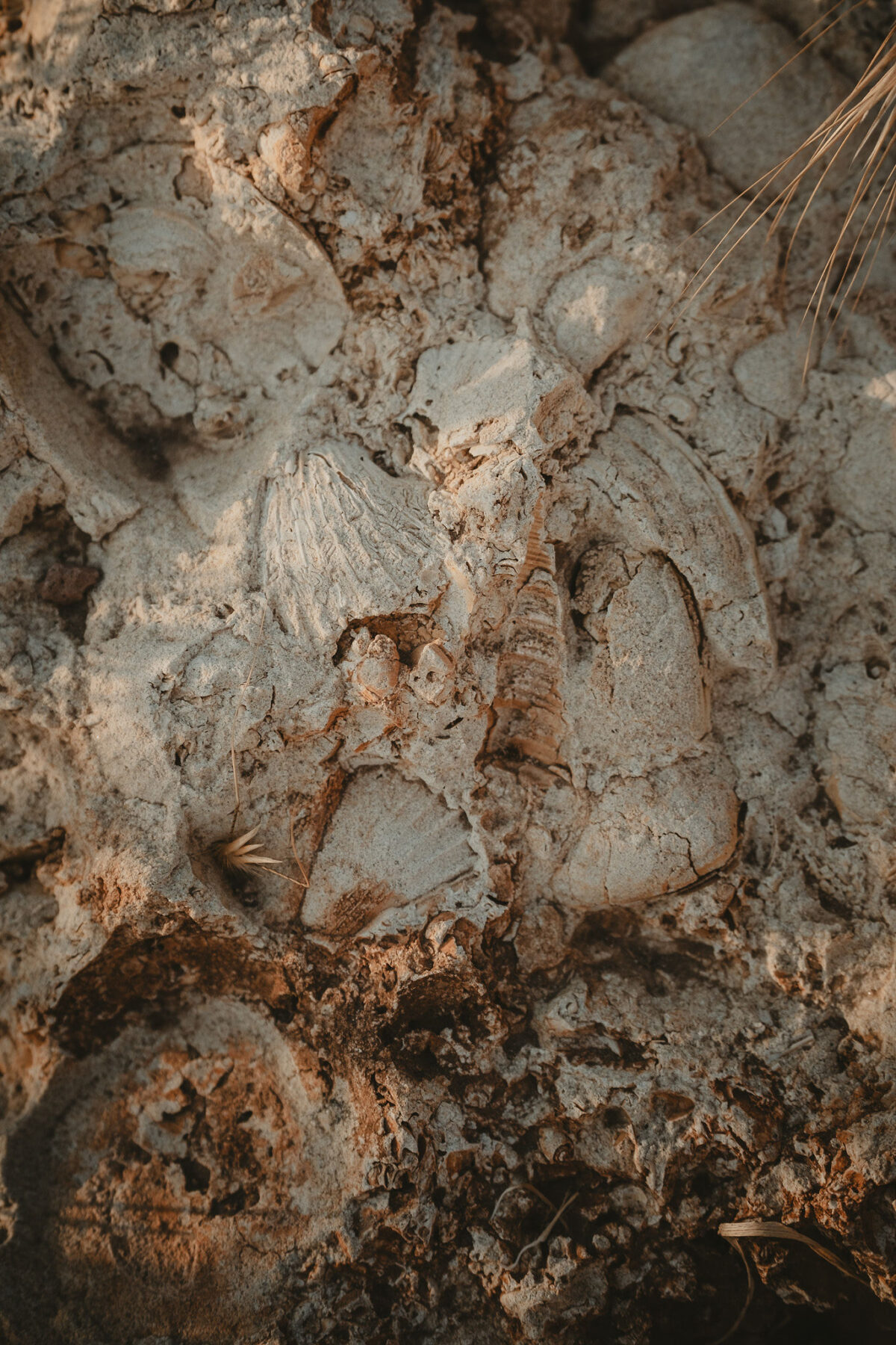 Terra impastata di gusci, ricci, ostriche. 