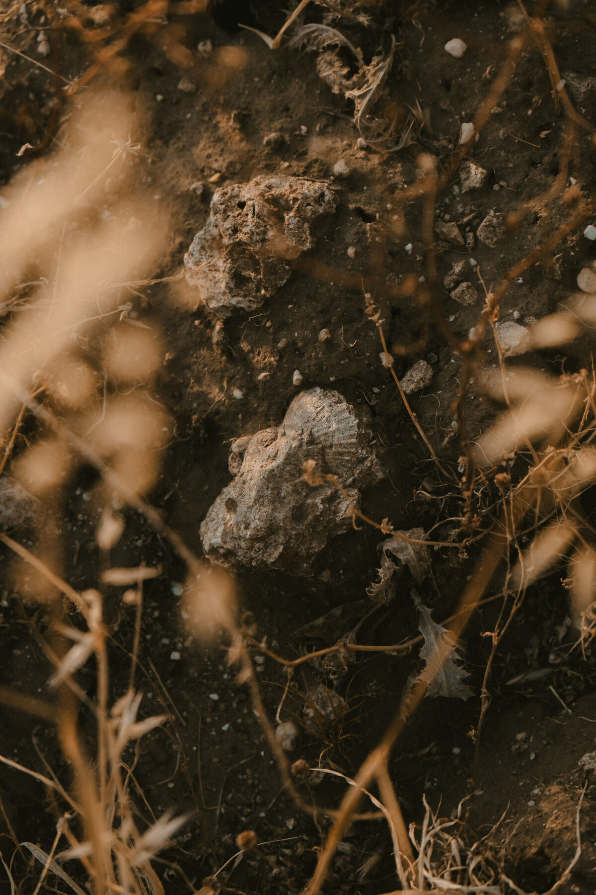 PERLA RARA — Desìa Winery