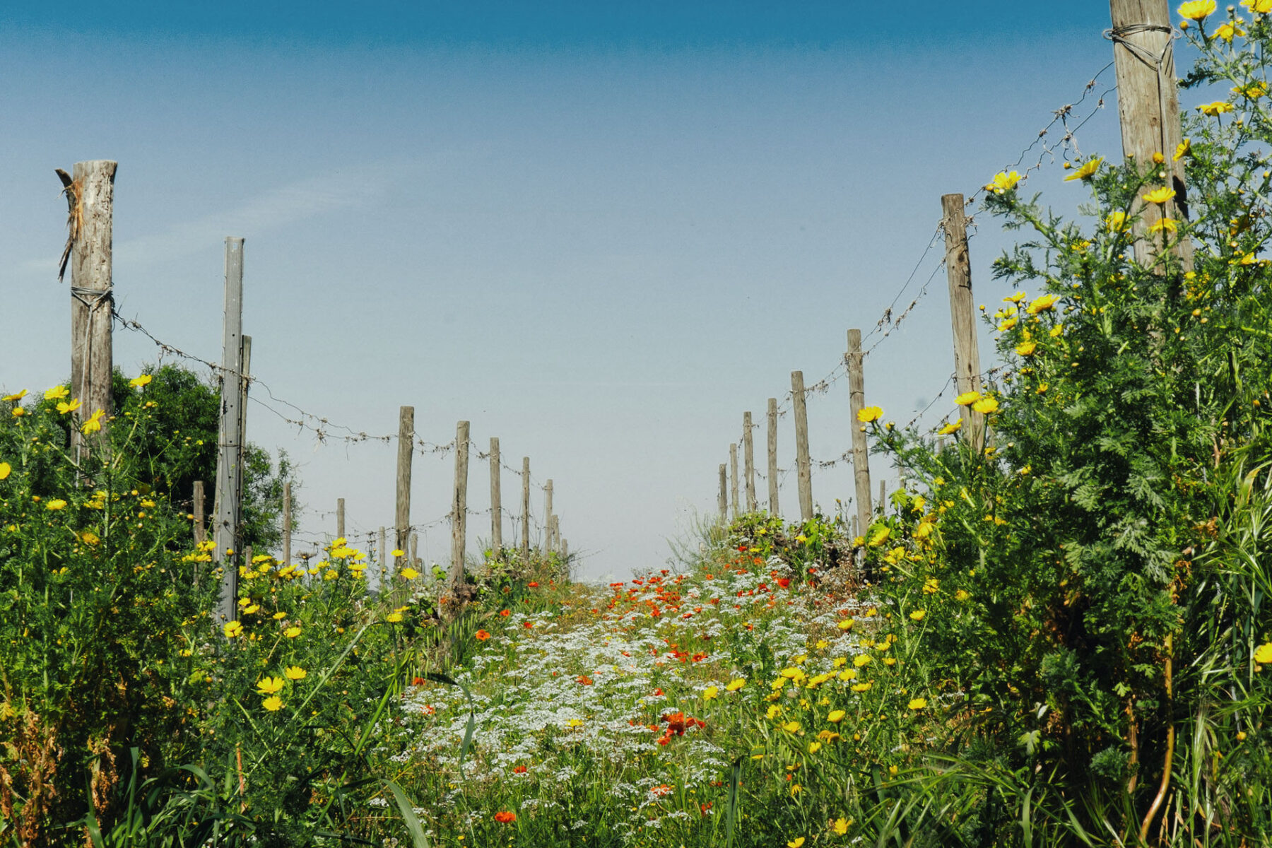 Vieni a trovarci, tra lago e vigne. 
