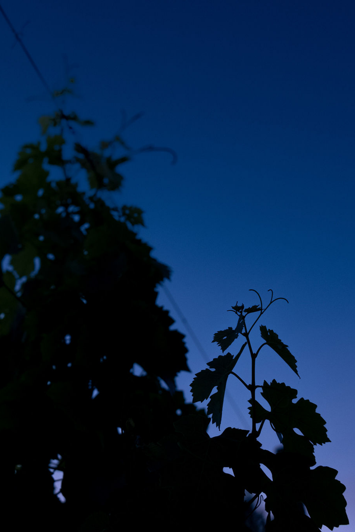 ZONA BLU — Desìa Winery